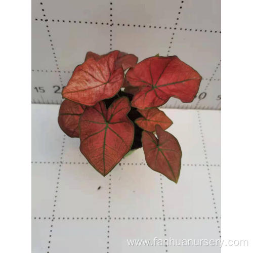 good quality caladium jiaoyang